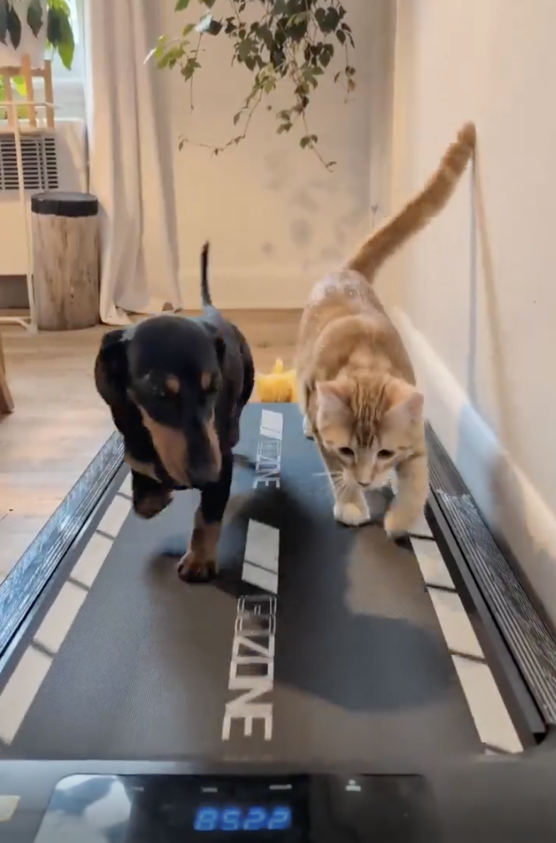 TRENDING NOW: Dog and cat have different workout styles | iNFOnews.ca