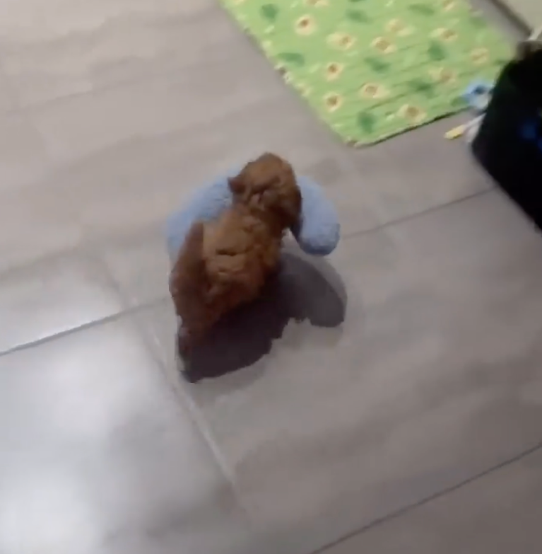 TRENDING NOW: Pup uses neck pillow as portable bed | iNFOnews.ca