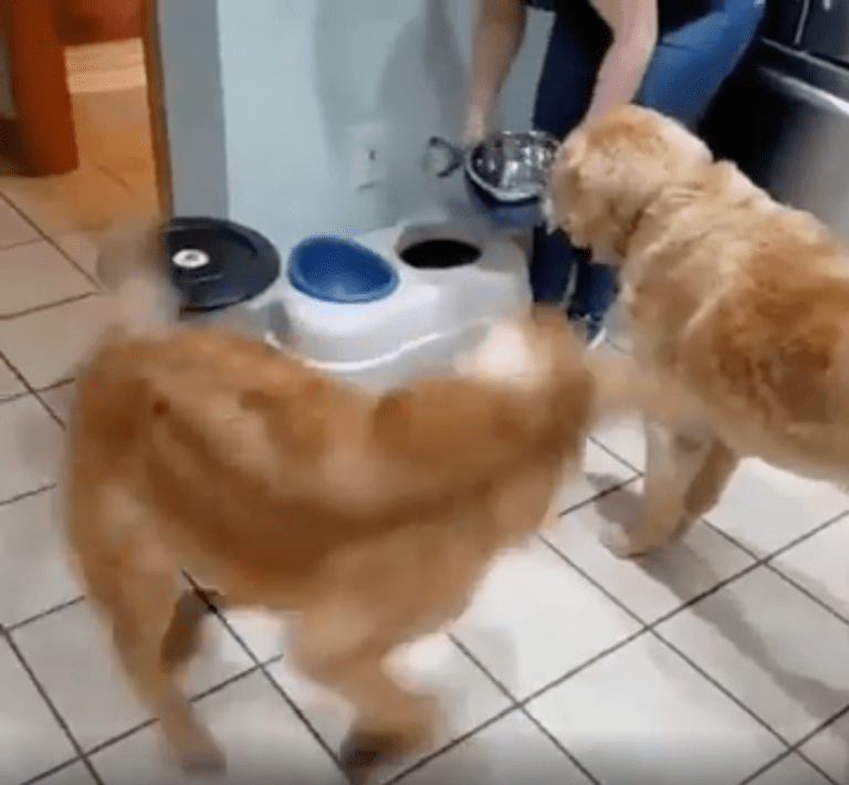 TRENDING NOW: Old dog vs. young dog at feeding time | iNFOnews.ca