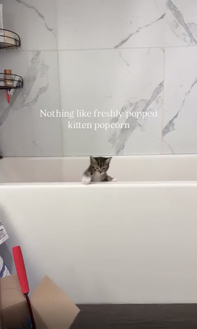 TRENDING NOW: Freshly popped kittens | iNFOnews.ca
