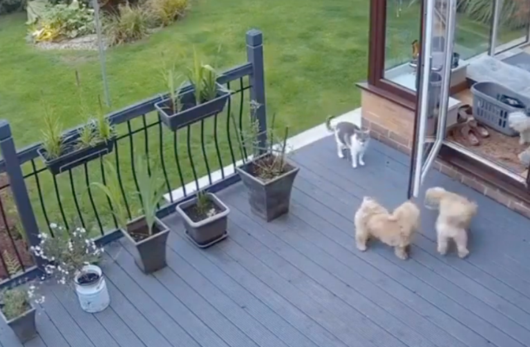 TRENDING NOW: Cat herds little dogs | iNFOnews.ca