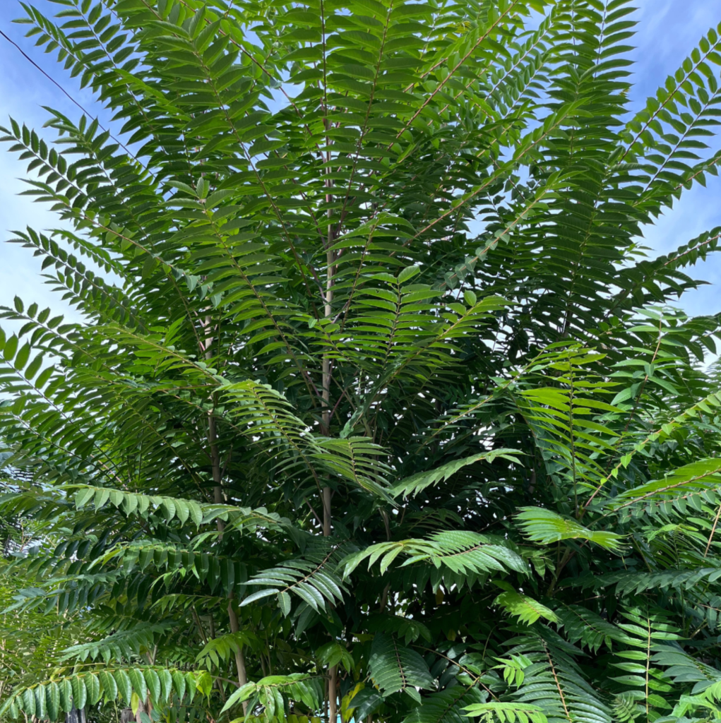 Tree of heaven called tree of hell by gardeners in Kamloops, Okanagan | iNhome