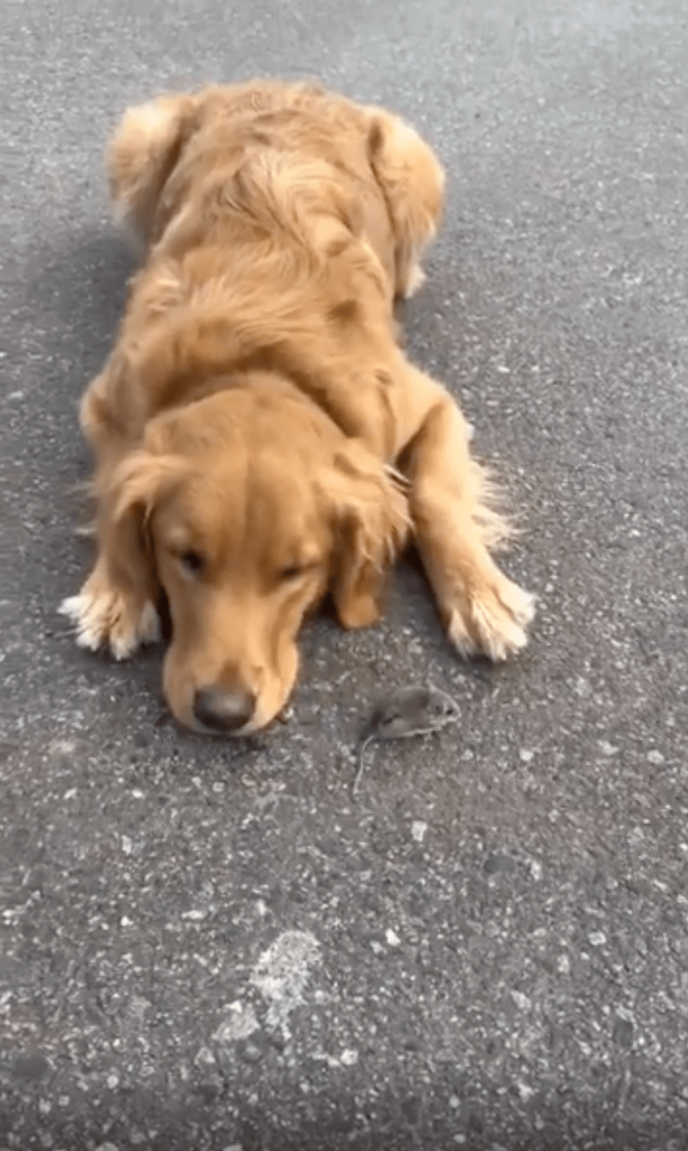 TRENDING NOW: The most golden retriever behaviour ever | iNFOnews.ca