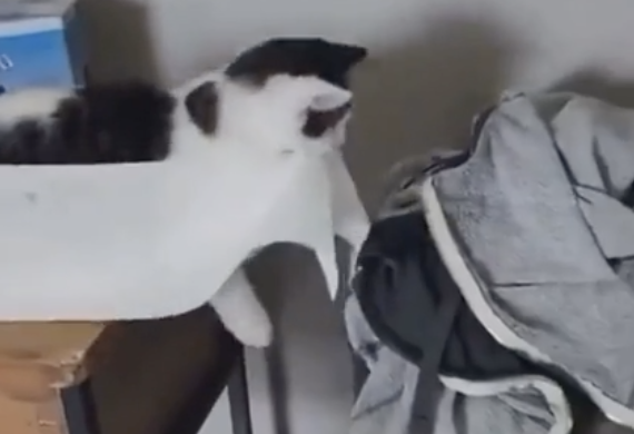 TRENDING NOW: Feline paper towel bandit | iNFOnews.ca
