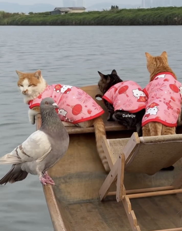 TRENDING NOW: Cats wearing onesies go fishing | iNFOnews.ca