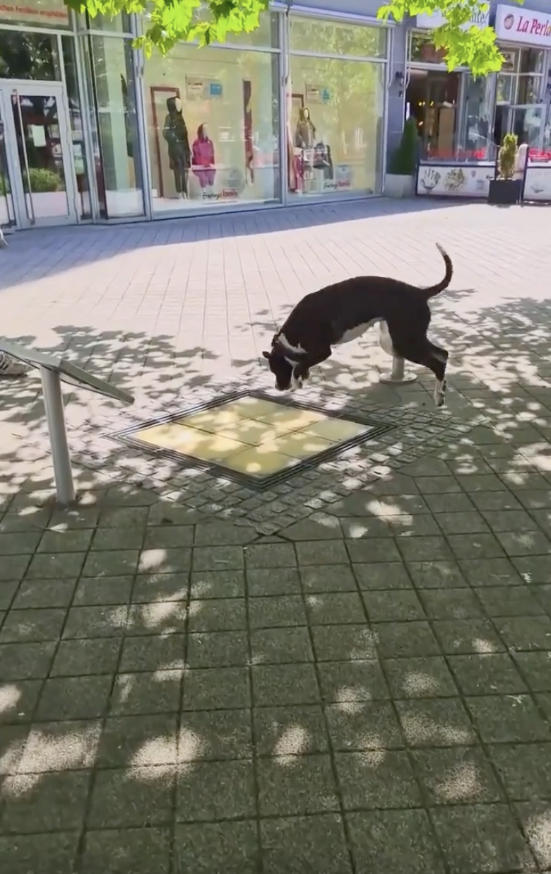 TRENDING NOW: Doggo discovers his inner musician | iNFOnews.ca