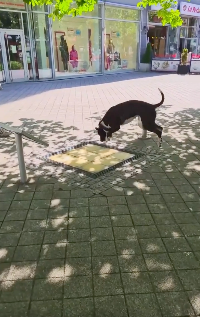 TRENDING NOW: Doggo discovers his inner musician | iNFOnews.ca