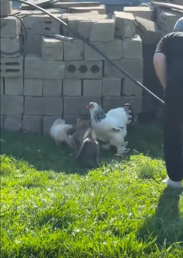 TRENDING NOW: Chicken tries to break up cat fight | iNFOnews.ca