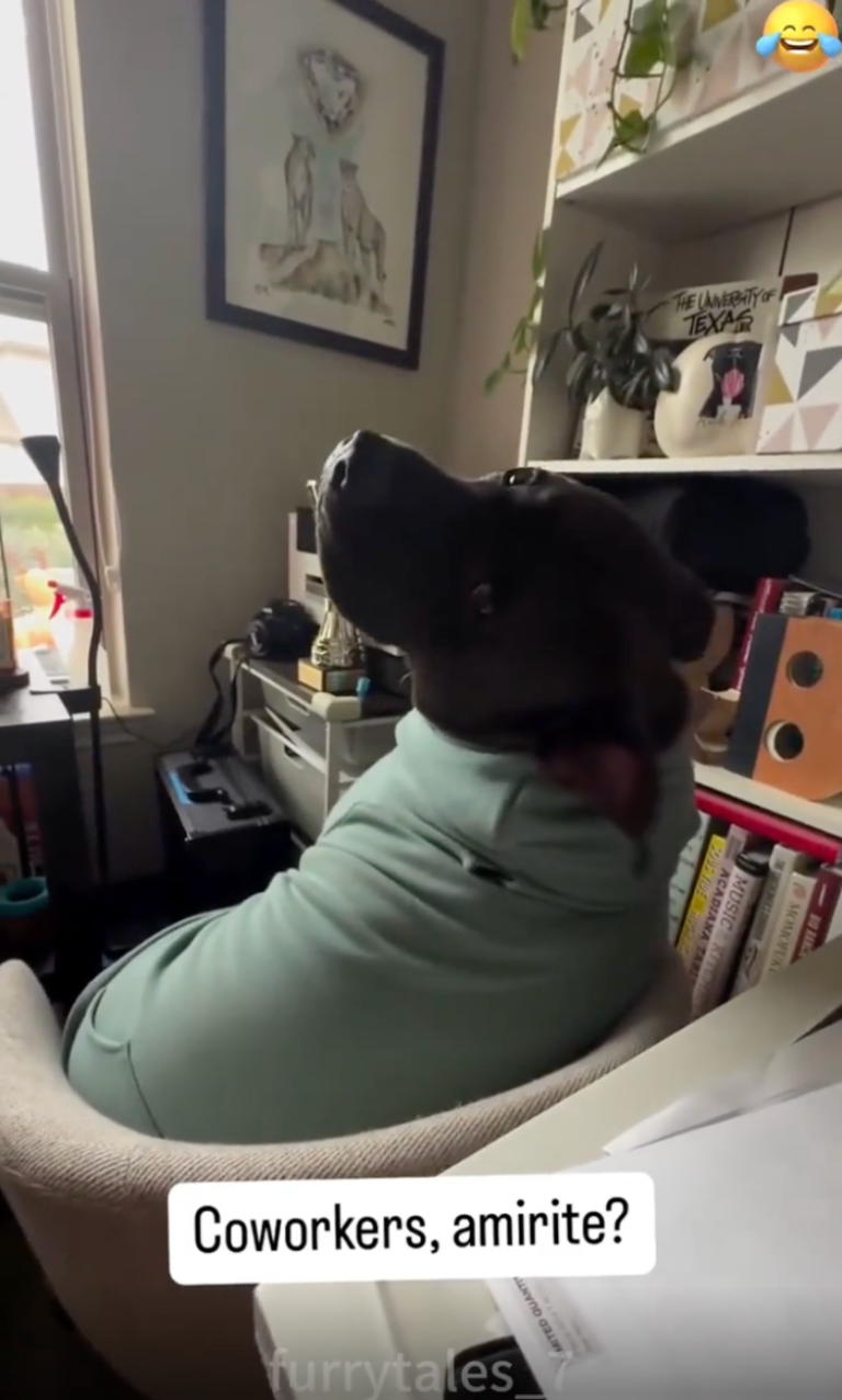TRENDING NOW: Drama dogs, it's a thing | iNFOnews.ca