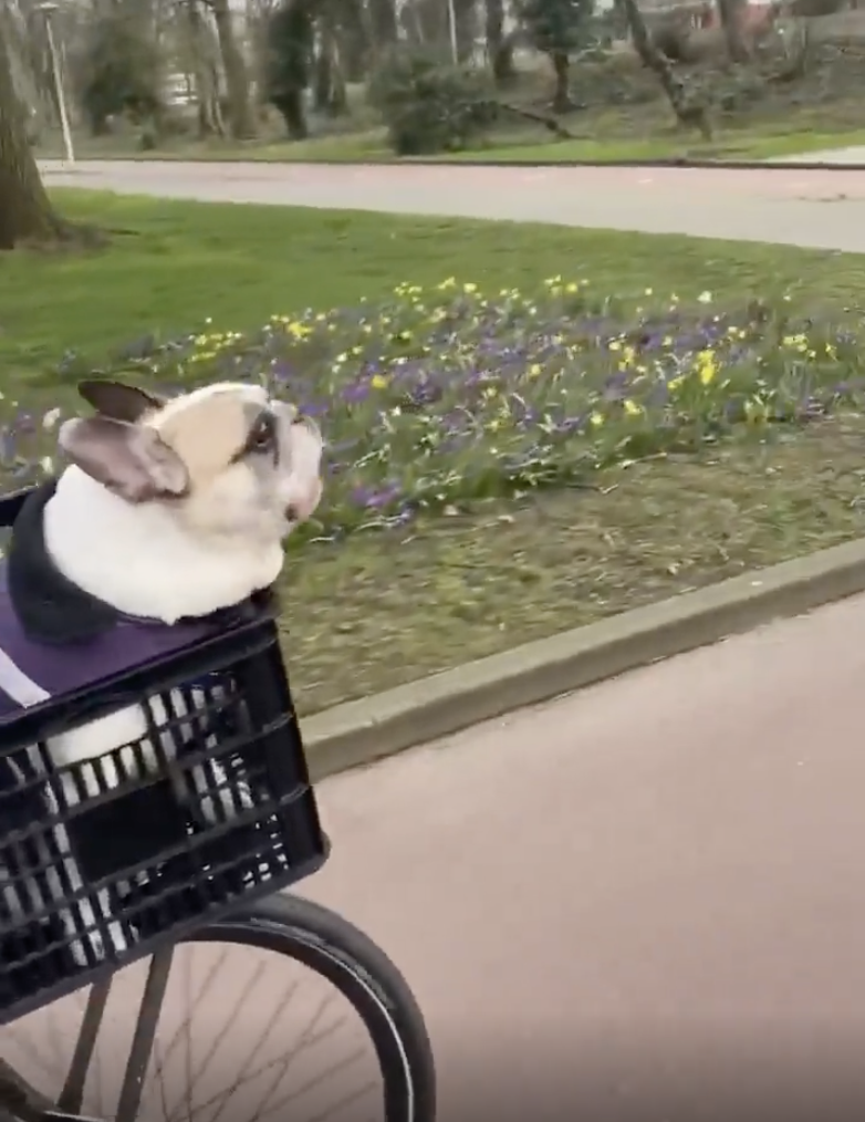 TRENDING NOW: Dog in bicycle basket hates every one | iNFOnews.ca