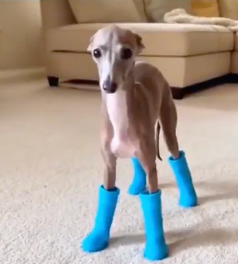 TRENDING NOW: Dogs wearing boots for the first time | iNFOnews.ca