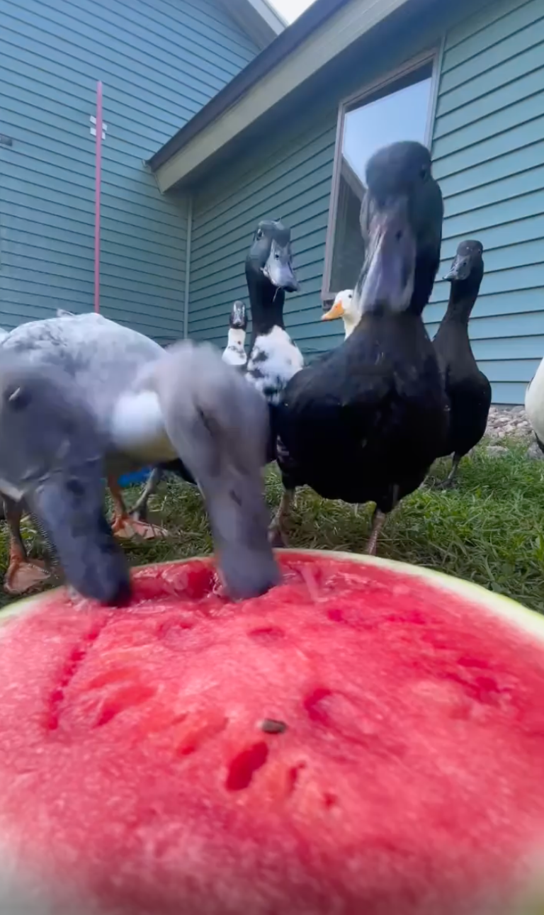 TRENDING NOW: some ducks and their watermelon | iNFOnews.ca