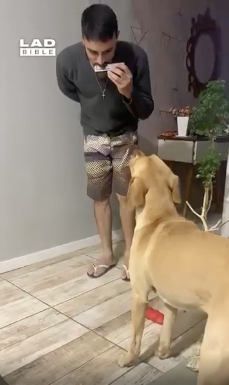 TRENDING NOW: Dog really, really loves the harmonica | iNFOnews.ca
