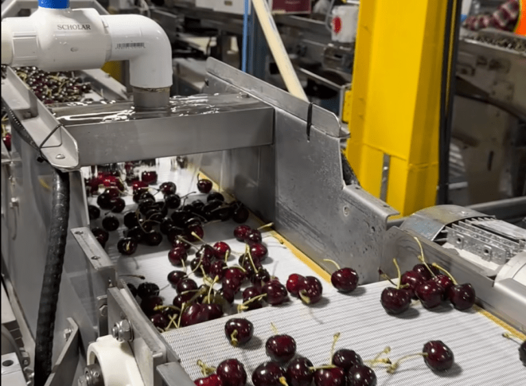 Cherries getting ready for packing at the BC Tree Fruits facility in Oliver.