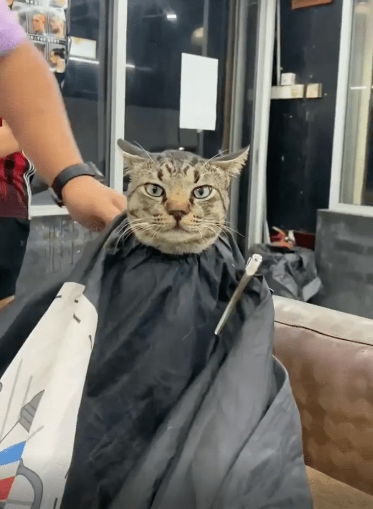 TRENDING NOW: Cat gets a haircut | iNFOnews.ca