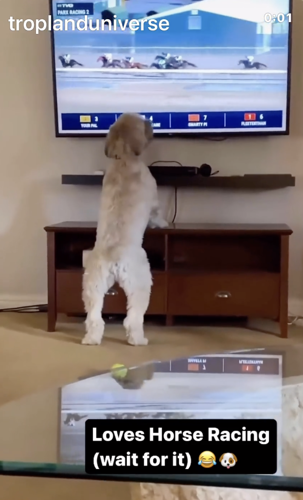 TRENDING NOW: Dog loves a good horse race | iNFOnews.ca