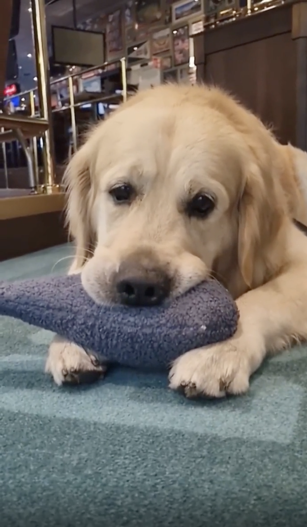 TRENDING NOW: A dog and his emotional support stuffie | iNFOnews.ca