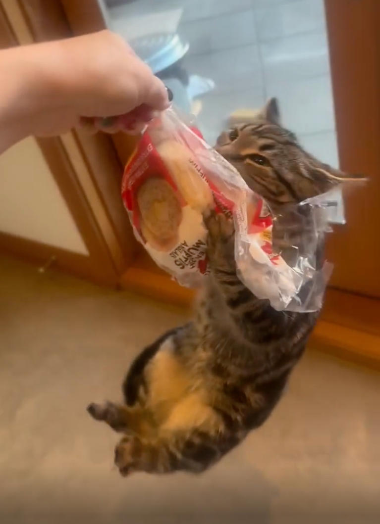 Kitty cat is an English muffin thief | iNFOnews.ca