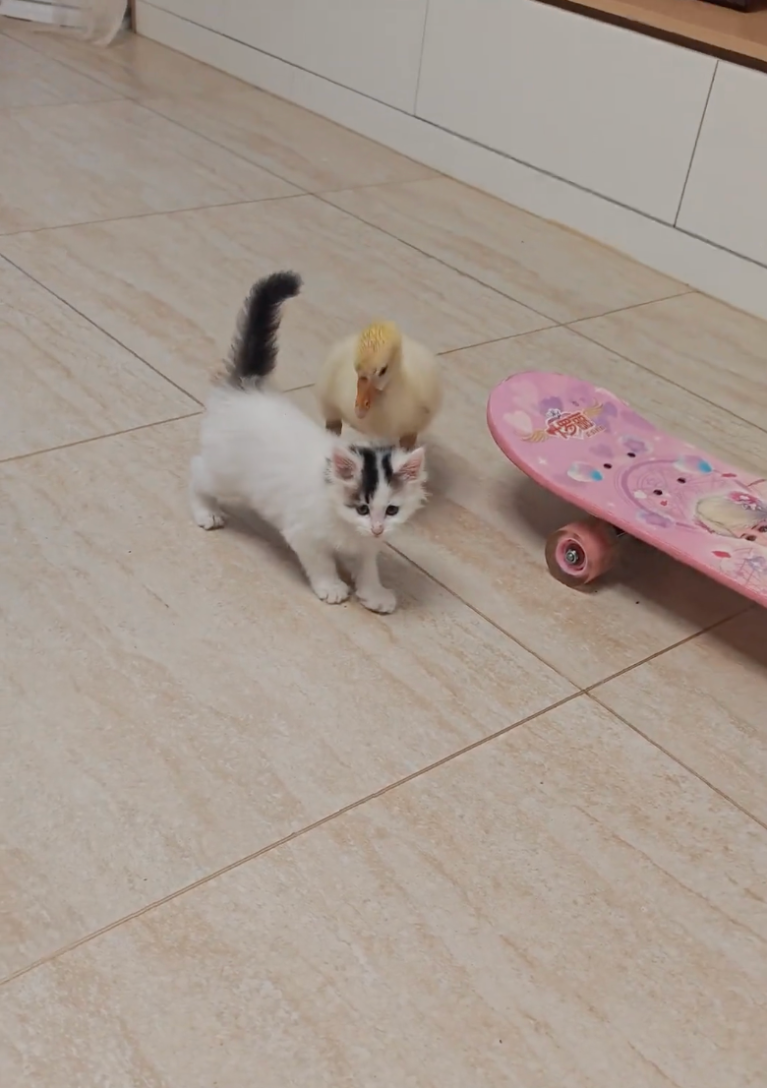 TRENDING NOW: Duckling vs. kitten | iNFOnews.ca