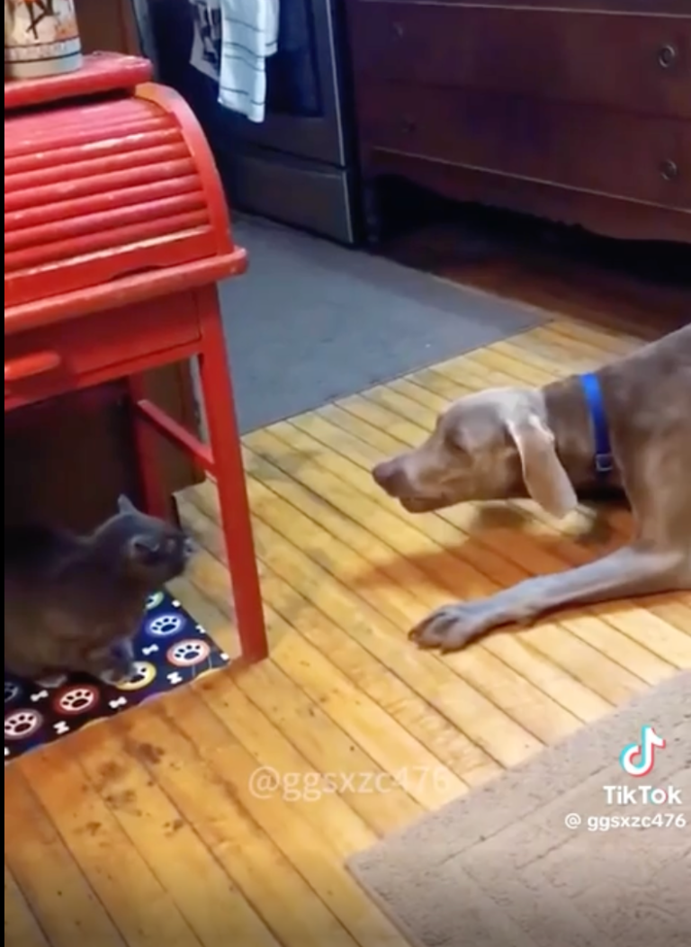 TRENDING NOW: Dogs and cats, the struggle is real | iNFOnews.ca