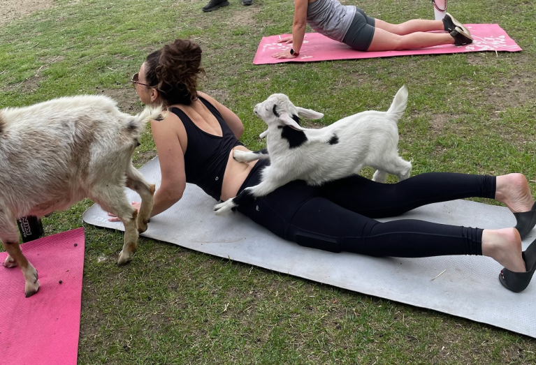 iN PHOTOS: Just kiddin' around at goat yoga in Penticton | iNFOnews.ca