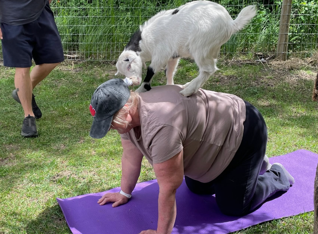 iN PHOTOS: Just kiddin' around at goat yoga in Penticton | iNFOnews.ca iN PHOTOS: Just kiddin' around at goat yoga in Penticton | iNFOnews.ca