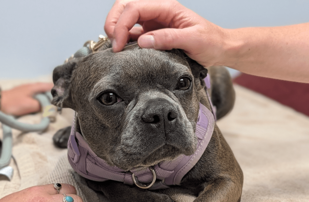 Free Penticton pop-up pet vaccine clinic helps 31 dogs | iNFOnews.ca Free Penticton pop-up pet vaccine clinic helps 31 dogs | iNFOnews.ca