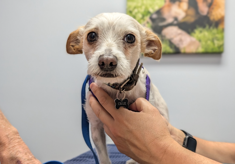 Free Penticton pop-up pet vaccine clinic helps 31 dogs | iNFOnews.ca
