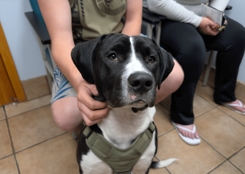 Free Penticton pop-up pet vaccine clinic helps 31 dogs | iNFOnews.ca Free Penticton pop-up pet vaccine clinic helps 31 dogs | iNFOnews.ca
