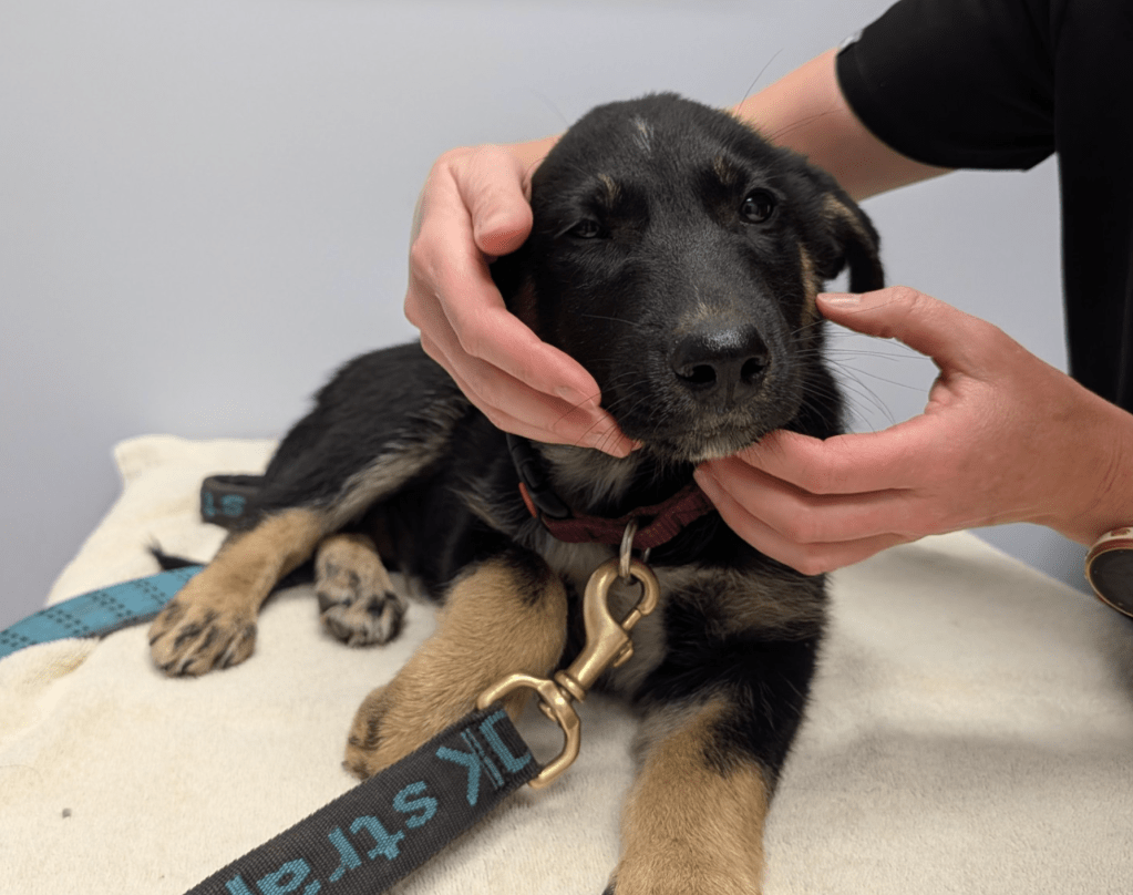 Free Penticton pop-up pet vaccine clinic helps 31 dogs | iNFOnews.ca Free Penticton pop-up pet vaccine clinic helps 31 dogs | iNFOnews.ca