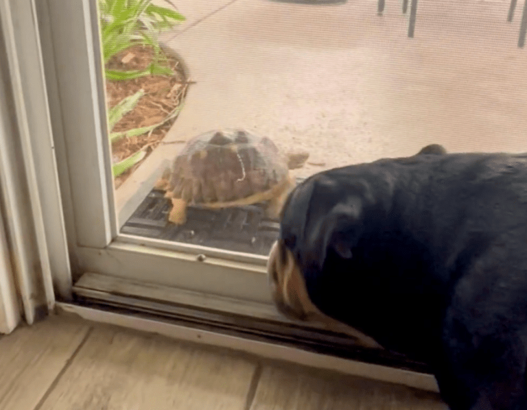 TRENDING NOW: Tortoise knows exactly what it's doing | iNFOnews.ca