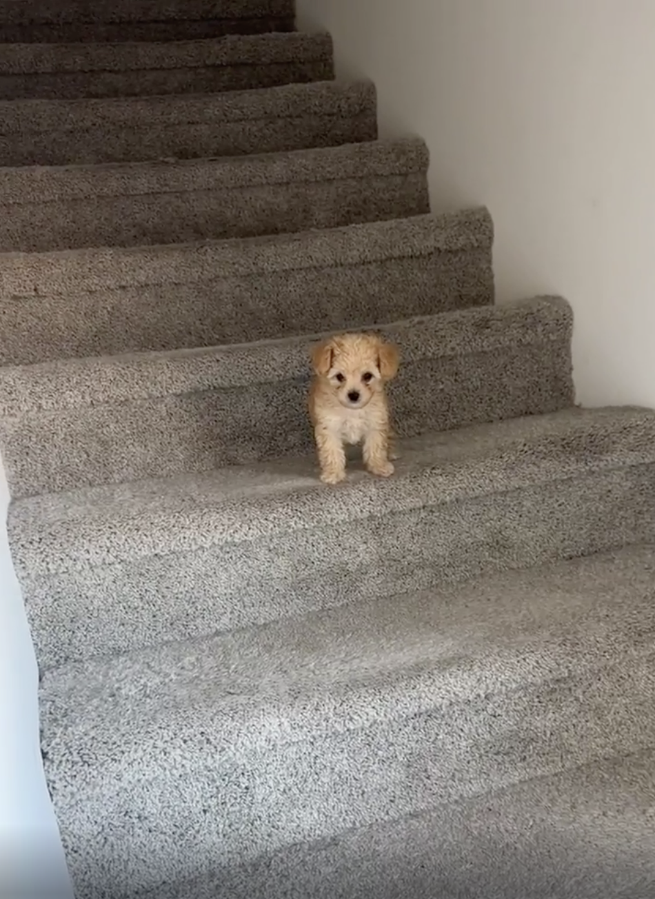 TRENDING NOW: Puppy’s too small for his bark