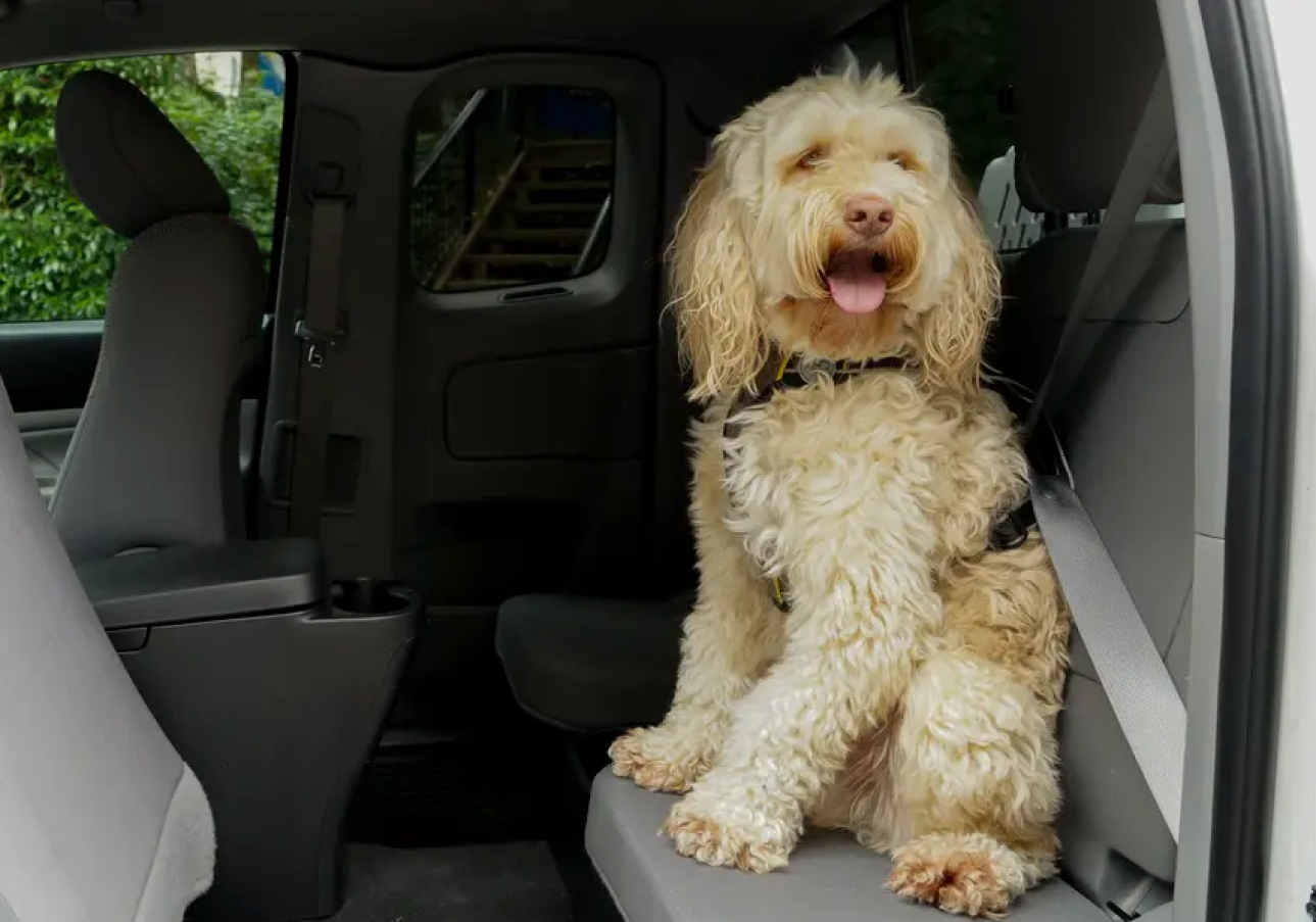 iN NUMBERS: How B.C. drivers secure their pets, or don’t