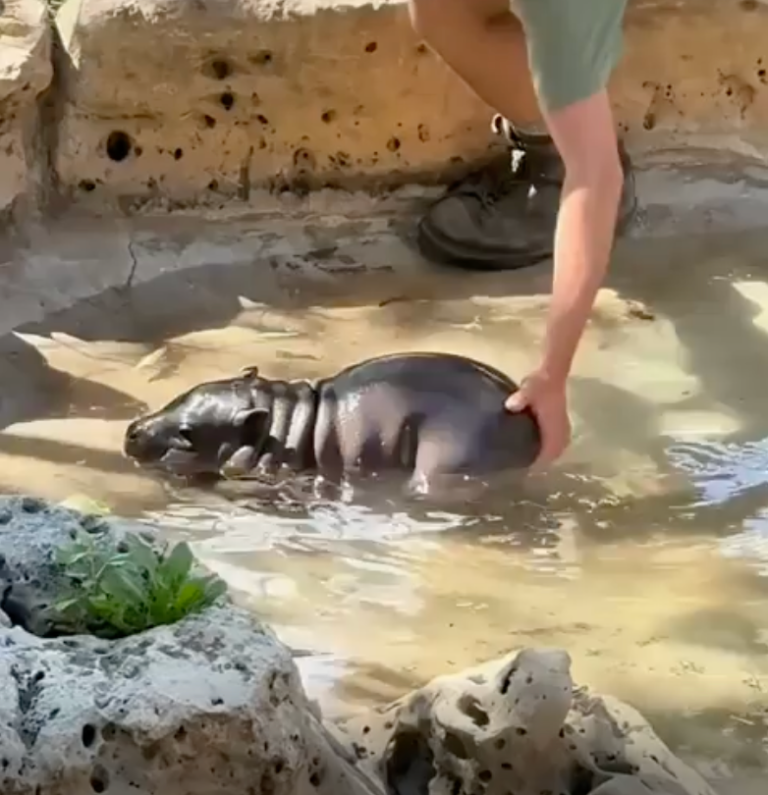 TRENDING NOW: How to get a tiny hippo out of the pool | iNFOnews.ca
