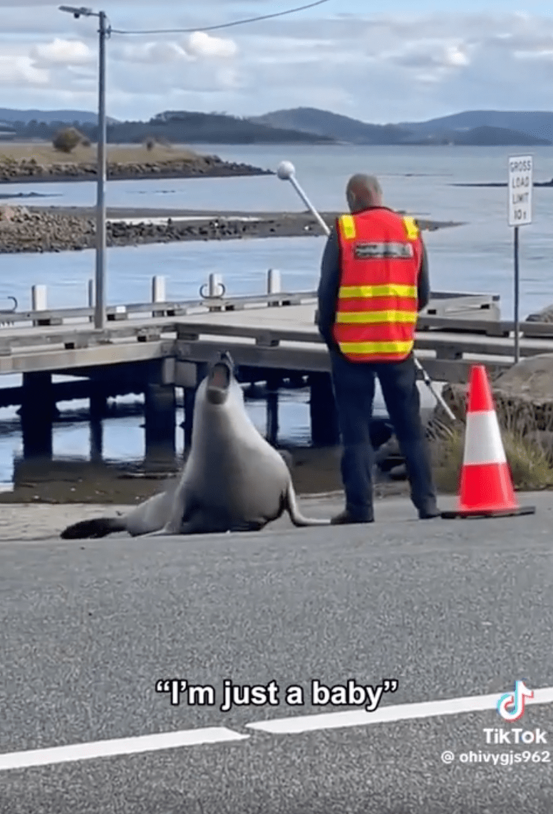 TRENDING NOW: Neil the seal and his shenanigans