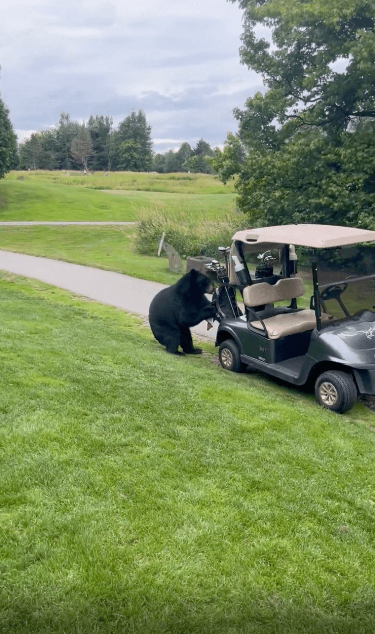 TRENDING NOW: Bear steals golf clubs on BC golf course | iNFOnews.ca