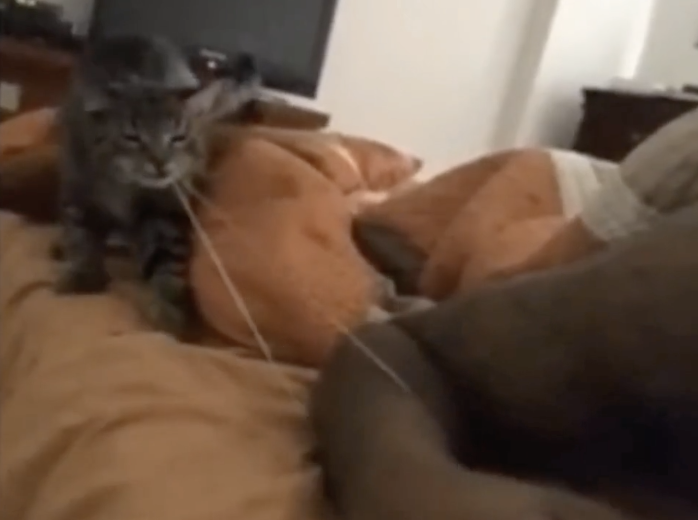 TRENDING NOW: Cat seeks vengeance | iNFOnews.ca TRENDING NOW: Cat seeks vengeance | iNFOnews.ca