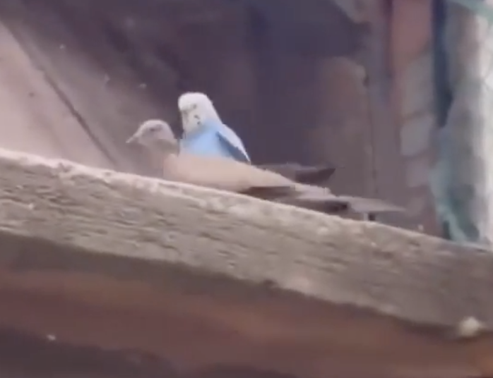 TRENDING NOW: 'Ubird' not Uber | iNFOnews.ca
