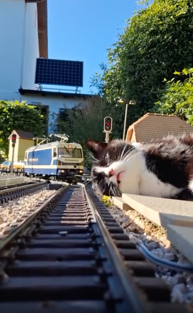TRENDING NOW: Miniature train loving kitty | iNFOnews.ca