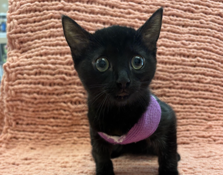 Kitten rescued with litter of strays in Armstrong gets life-saving surgery | iNFOnews.ca