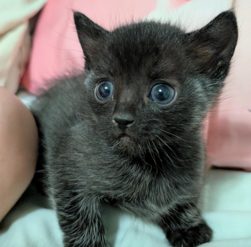Kitten rescued with litter of strays in Armstrong gets life-saving surgery | iNFOnews.ca