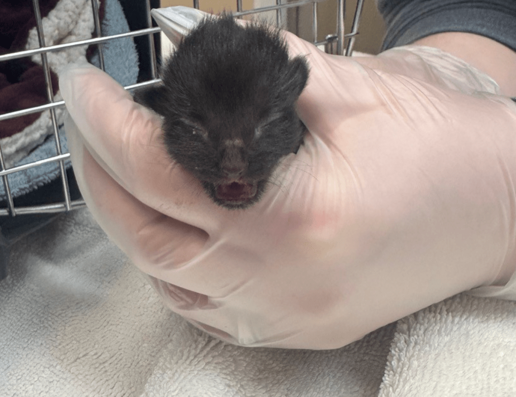 Kitten rescued with litter of strays in Armstrong gets life-saving surgery | iNFOnews.ca