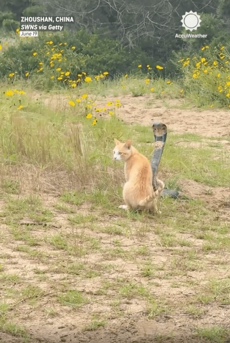 TRENDING NOW: Proof cats are faster than snakes | iNFOnews.ca