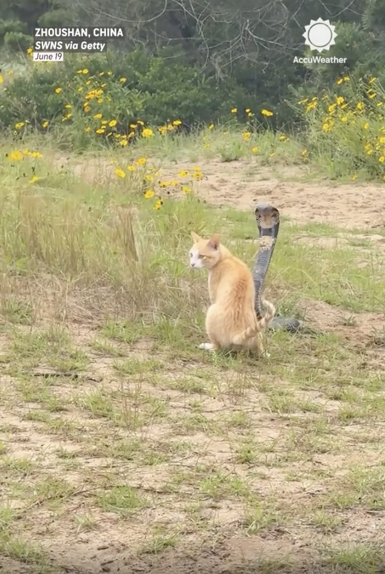 TRENDING NOW: Proof cats are faster than snakes
