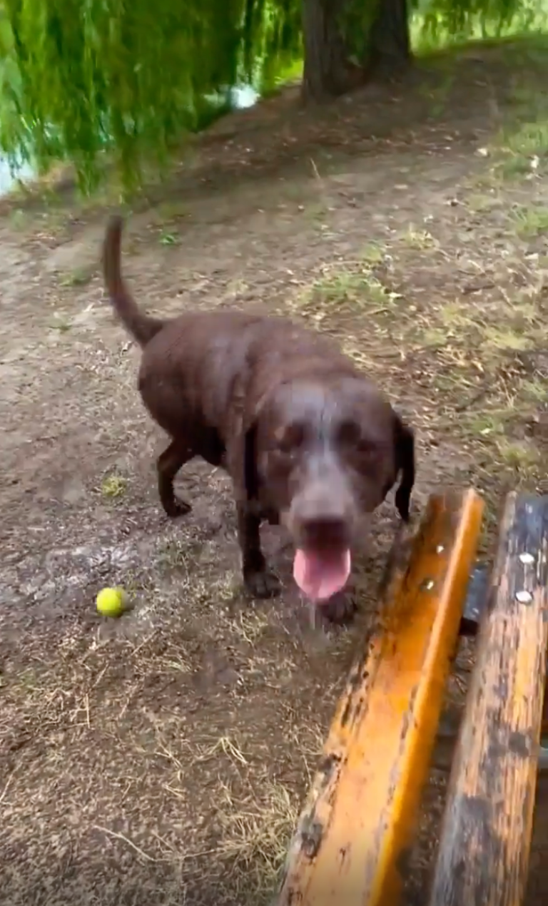 TRENDING NOW: Dog figured out how to play fetch with himself | iNFOnews.ca