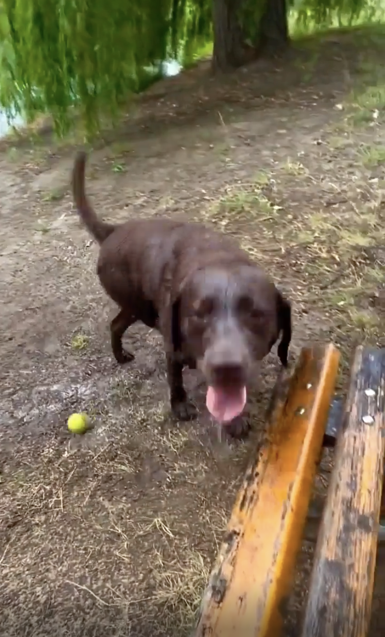 TRENDING NOW: Dog figured out how to play fetch with himself