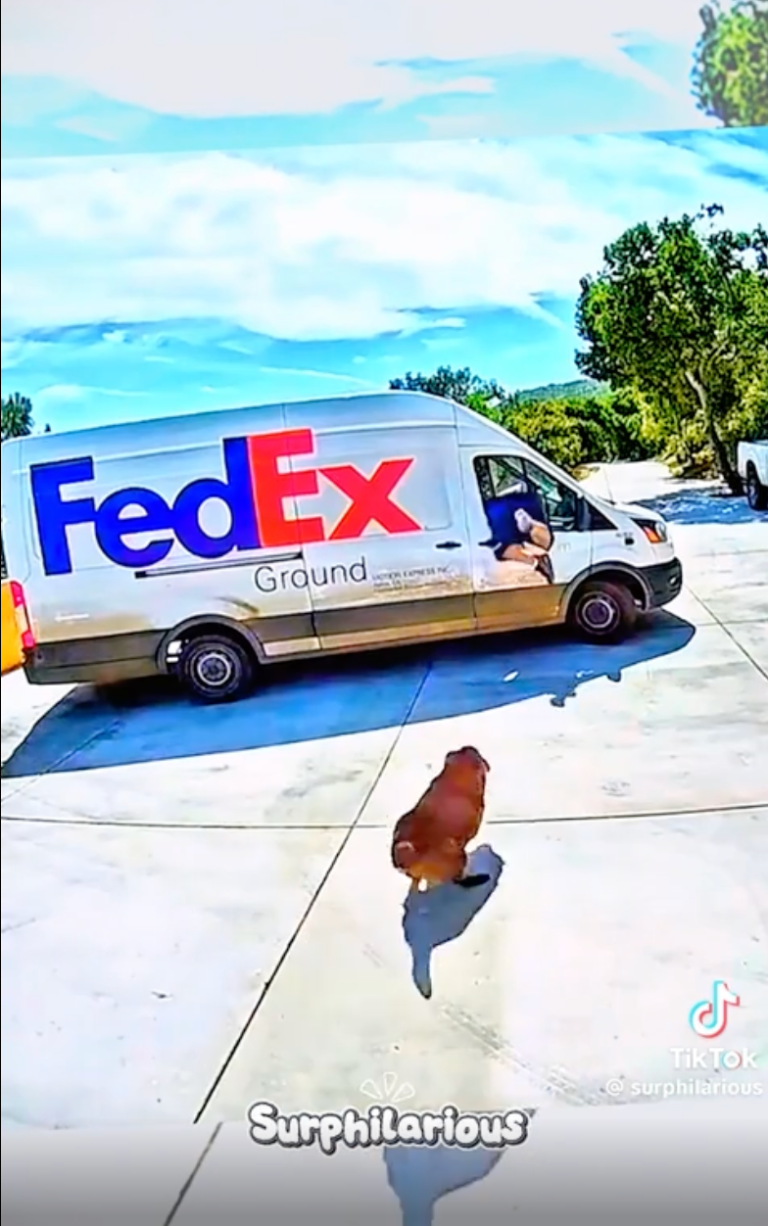TRENDING NOW: Delivery dudes vs. dogs | iNFOnews.ca