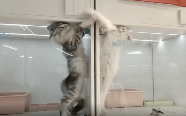 TRENDING NOW: Two kittens with big grudges | iNFOnews.ca