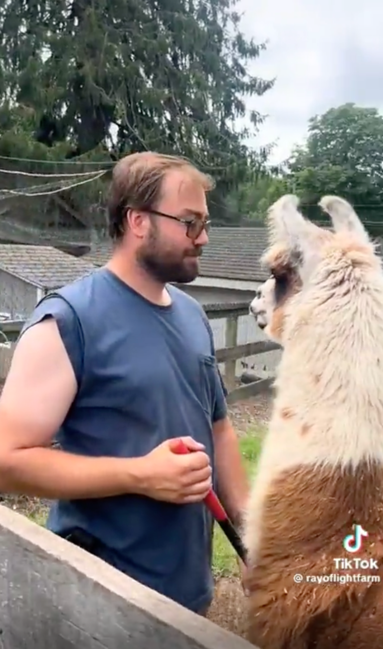 TRENDING NOW: A llama doing a job that requires zero llamas | iNFOnews.ca
