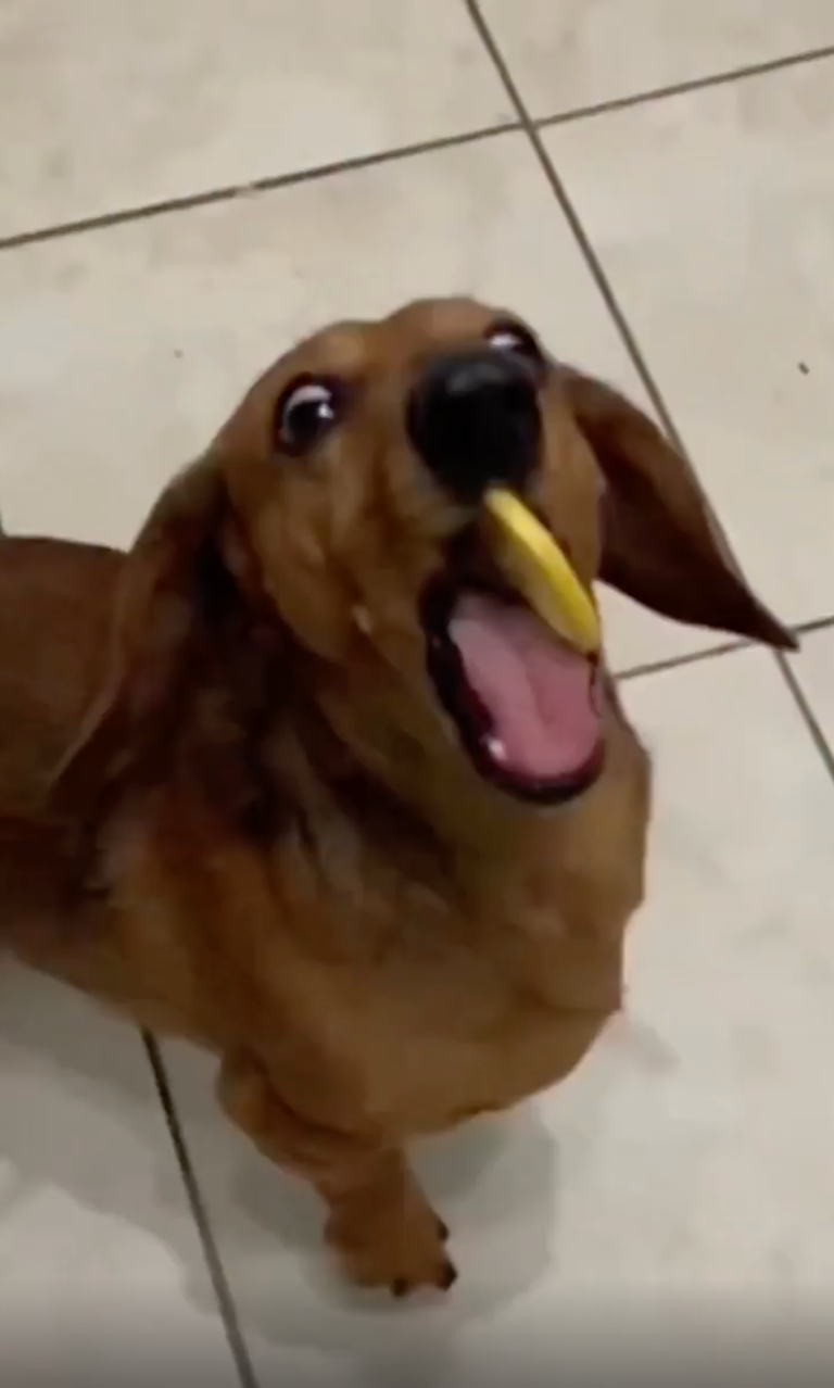 TRENDING NOW: Dogs vs. lemons, the struggle is real | iNFOnews.ca
